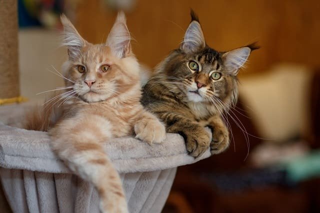 How Expensive Are Maine Coons: The Expenses Associated With Maine Coon 