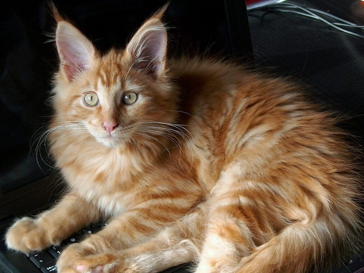 Are Maine Coons Dangerous or Just Misunderstood?