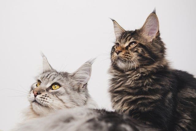 How Much Do Maine Coons Weigh A Comprehensive Guide