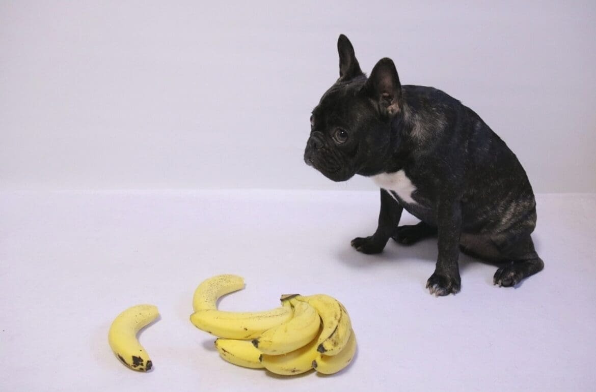 Can French Bulldog Eat Banana? A Comprehensive Guide