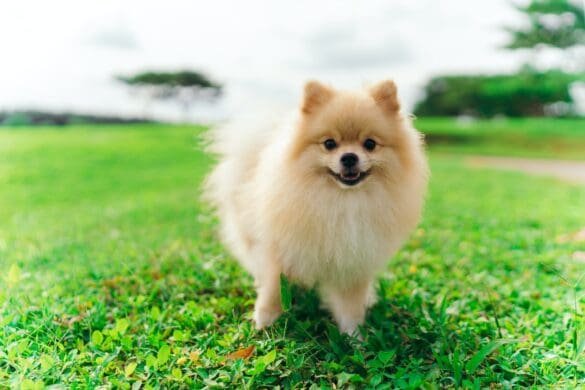 Pomeranian Coughing The Ultimate Guide To Treating Pawsometips