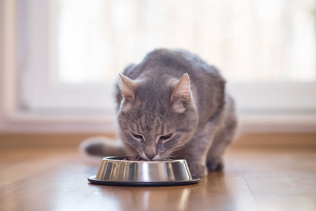 How To Soften Dry Cat Food