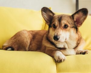 Top 10 Hypoallergenic Small Dogs: Perfect for you | pawsometips.com