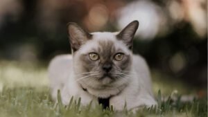 20 Big Eyed Cat Breeds: Which One Is Perfect For You? | pawsometips.com