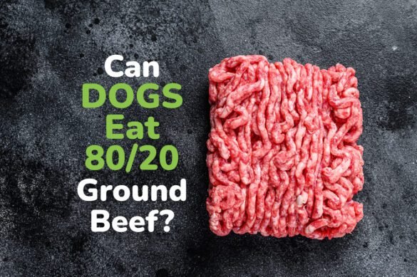 Can Dogs Eat 80 20 Ground Beef Pawsometips