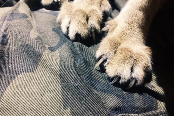 Picture of How To Stop Cats From Scratching Your Furniture? 7 Tips To Stop