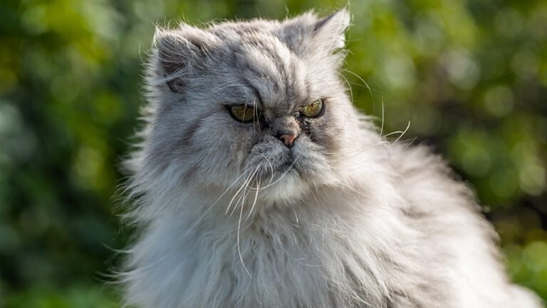 20 Big Eyed Cat Breeds: Which One Is Perfect For You? | pawsometips.com