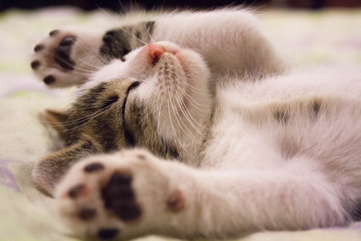 Things Cats Love The Most Sleeping and napping is one of the things cats love the most.