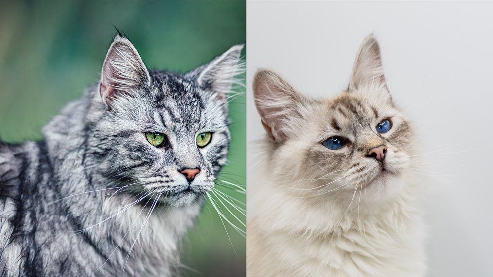 Maine Coon vs Siberian Cat: How To Identify Them | pawsometips.com