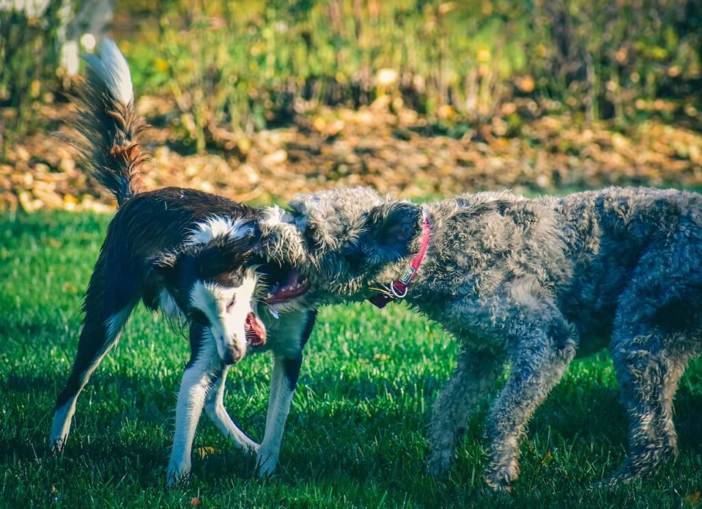 Aggression in dogs