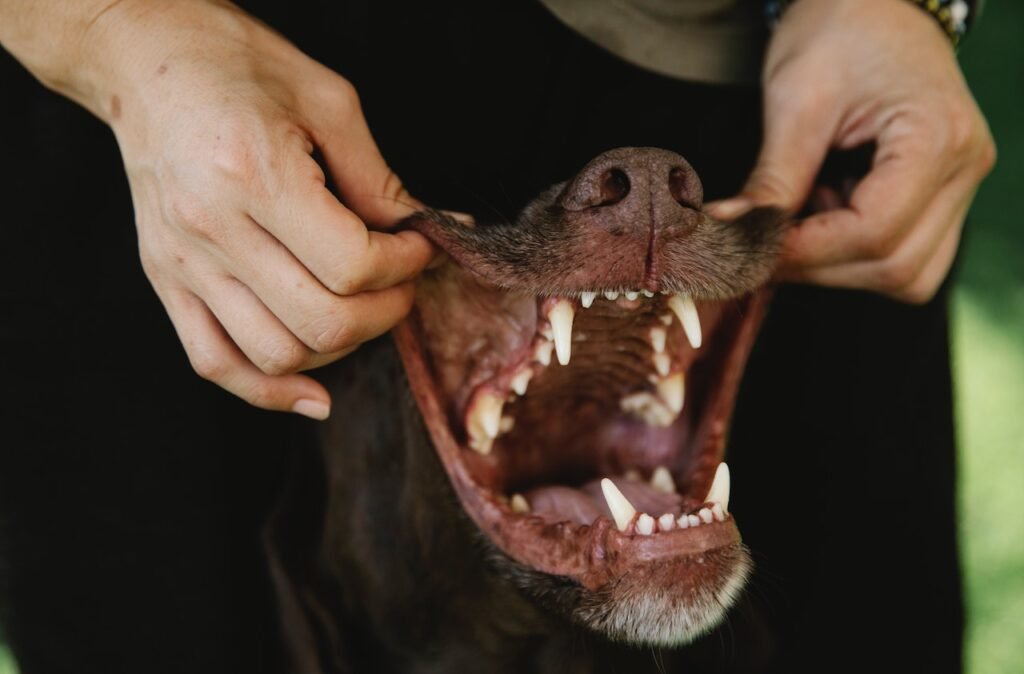 Bad breath in dogs