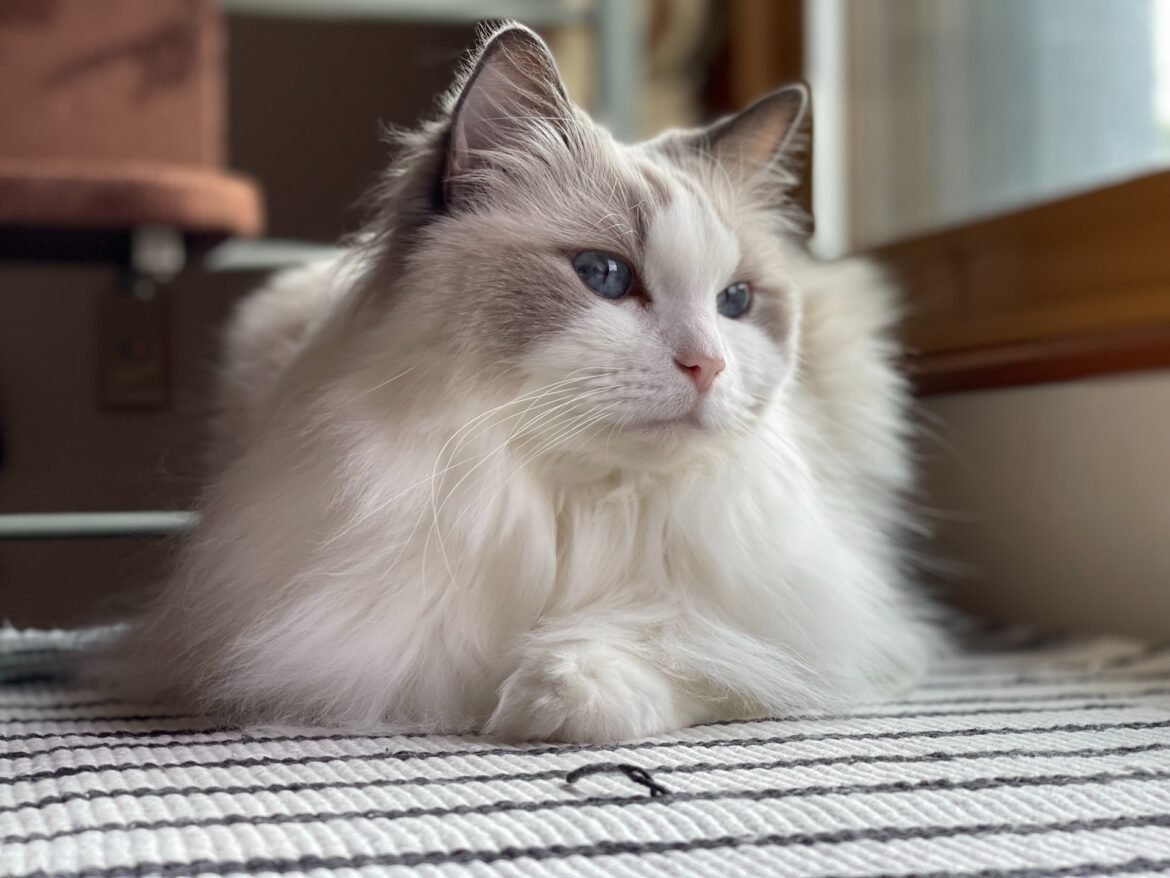 can Ragdoll cats be left alone