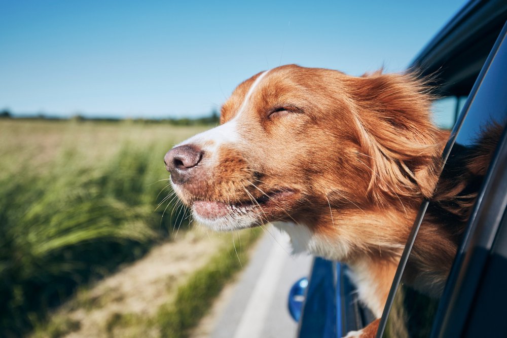 Traveling with your dog and the dog enjoying the ride in a car