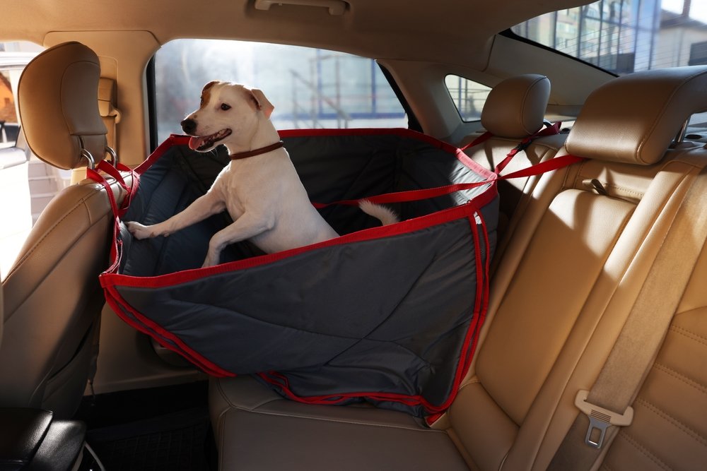 dog feeling comfortable in the car