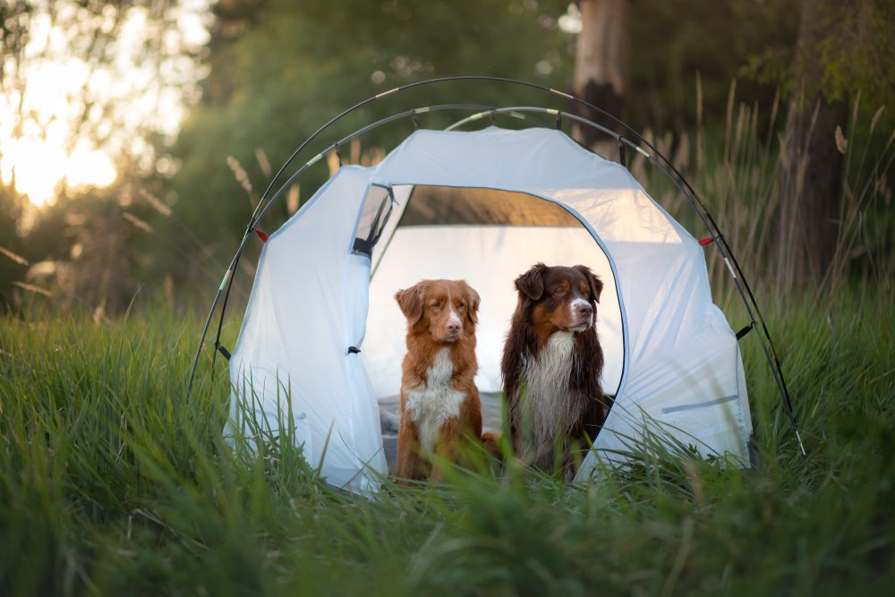 Find a dog-friendly destination when planning a road trip with your dog(s).