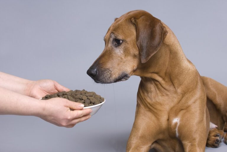 Image showcasing 5 Vital Tips for Feeding Senior Dogs: A Comprehensive Guide ...