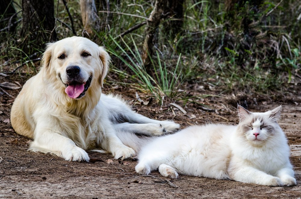 Golden Retriever and ragdoll cat