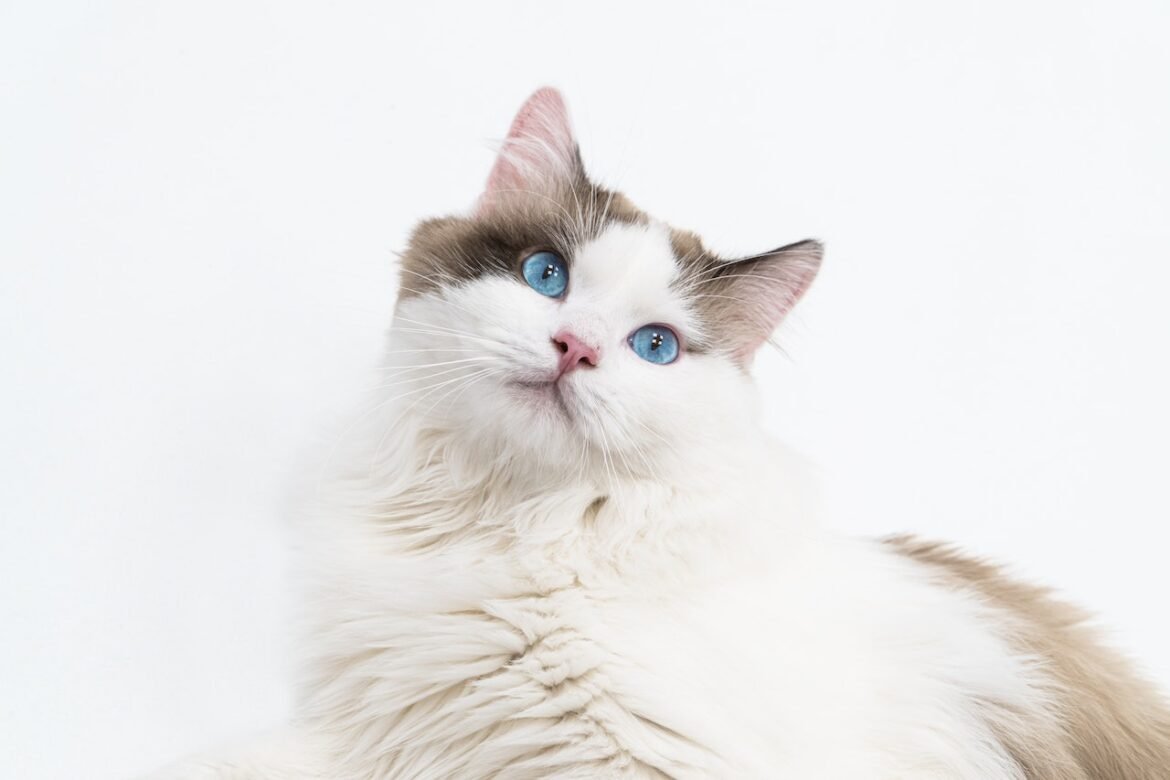 How to identify a Ragdoll cat