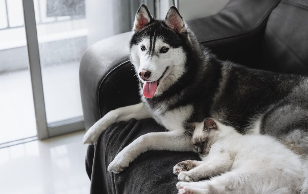 Ragdoll cat laying with a Husky