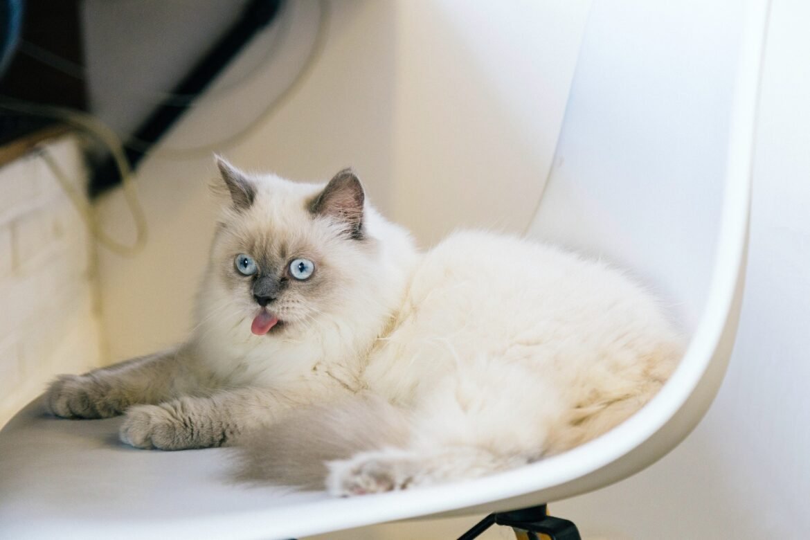 do ragdoll cats drool