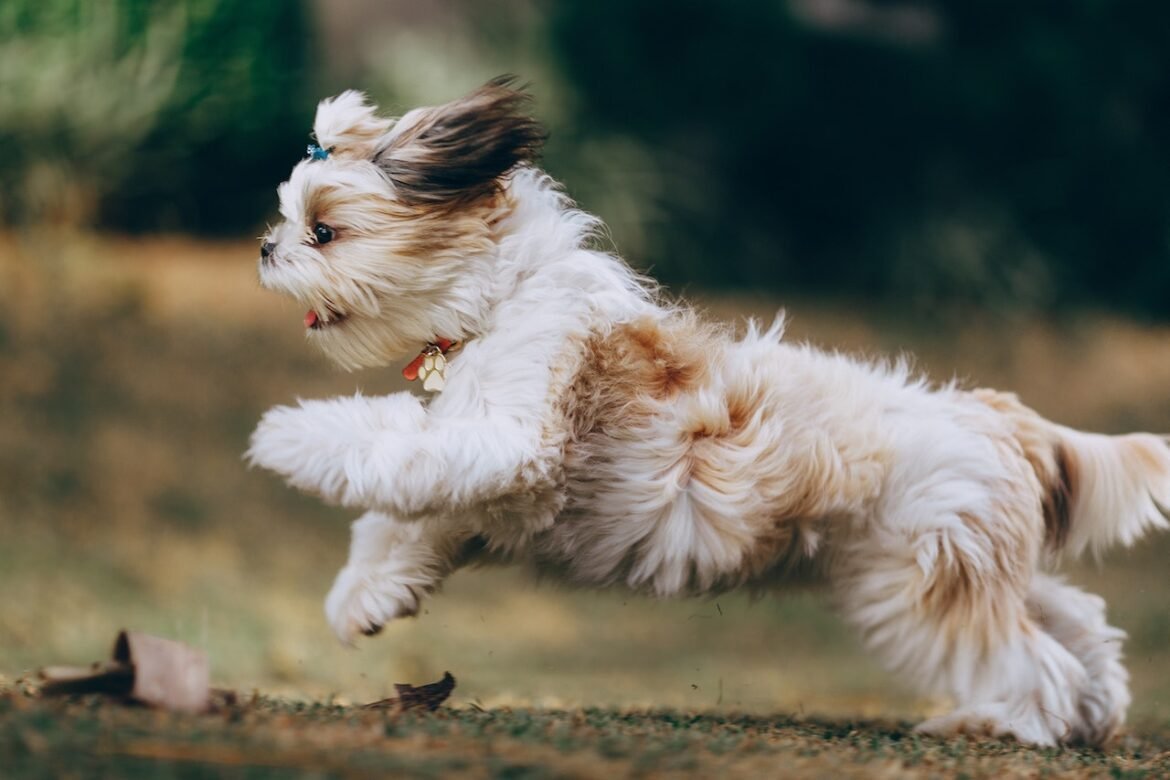 Shih Tzu Anxiety Causes, Symptoms, Triggers And 7 Tips To Handle