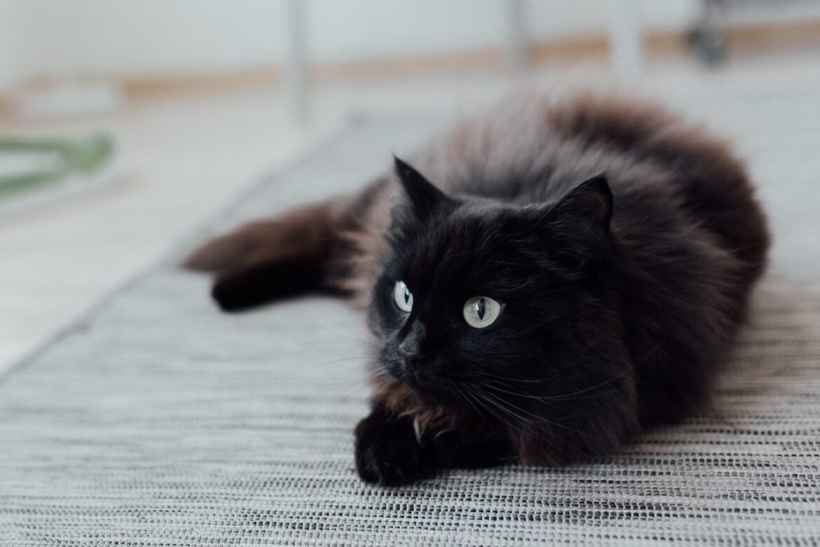 black-ragdoll-cat-2 An attractive Black Ragdoll Cat Sitting in its signature graceful calmness