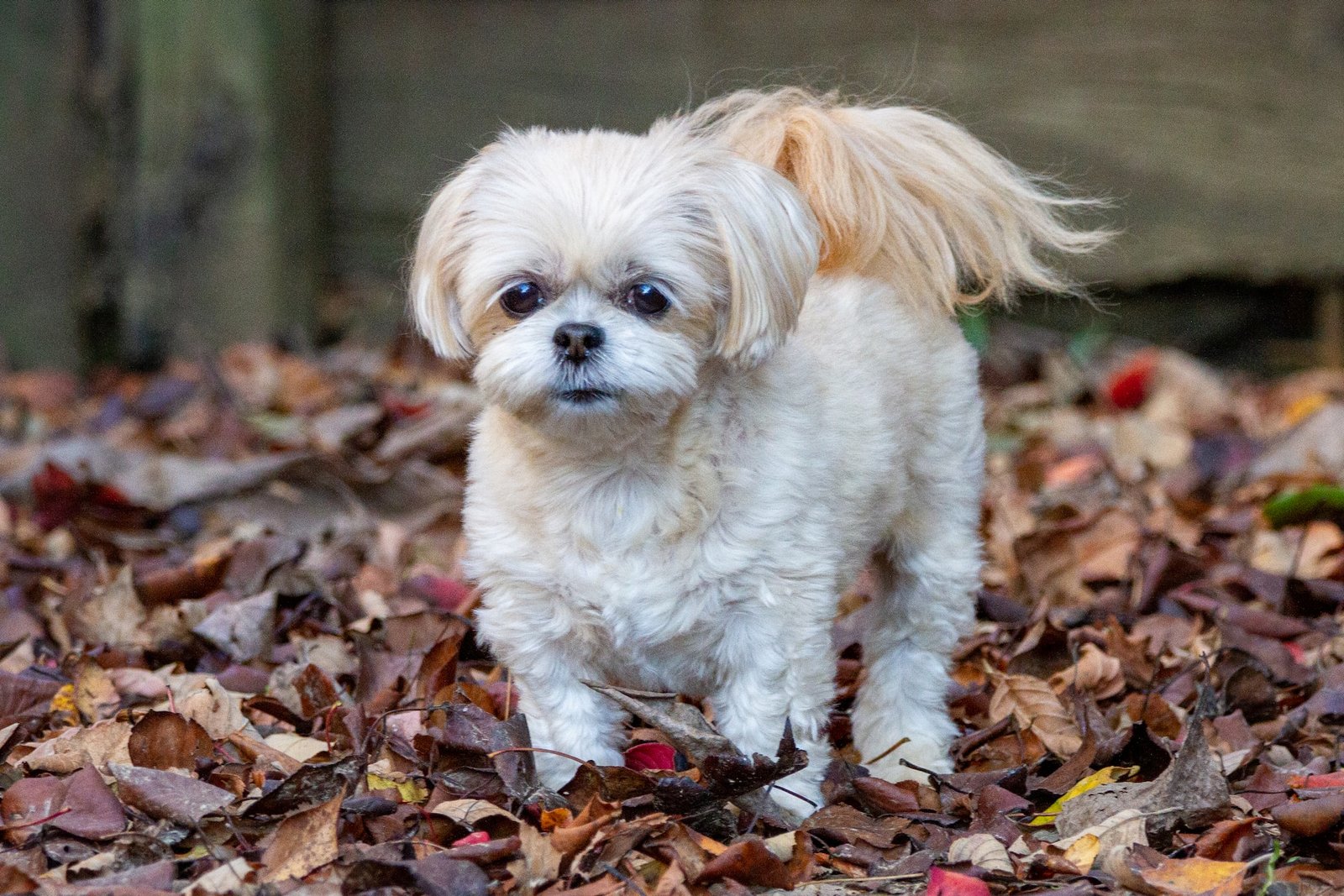 Shih Tzu Poop Eating Habit: Is it Normal or a Cause for Concern ...