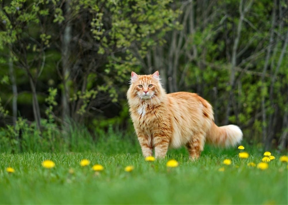 Do Maine Coon Cats Shed: A Comprehensive Guide | pawsometips.com