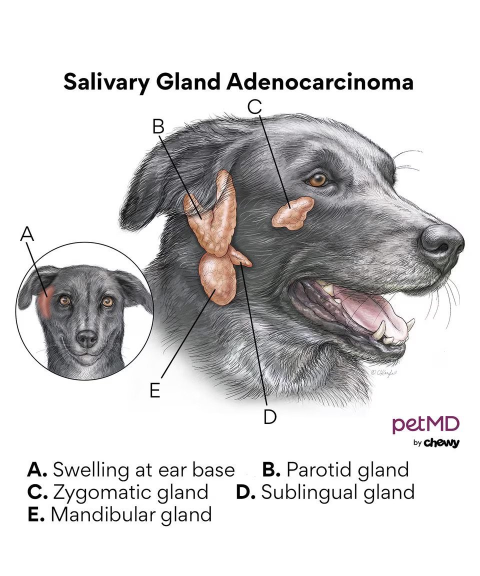 Salivary Gland Cancer in Dogs - Causes, Symptoms, and Treatments ...