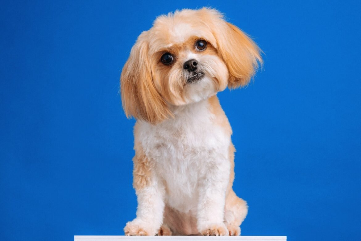 Shih Tzu shedding Shih Tzu shedding