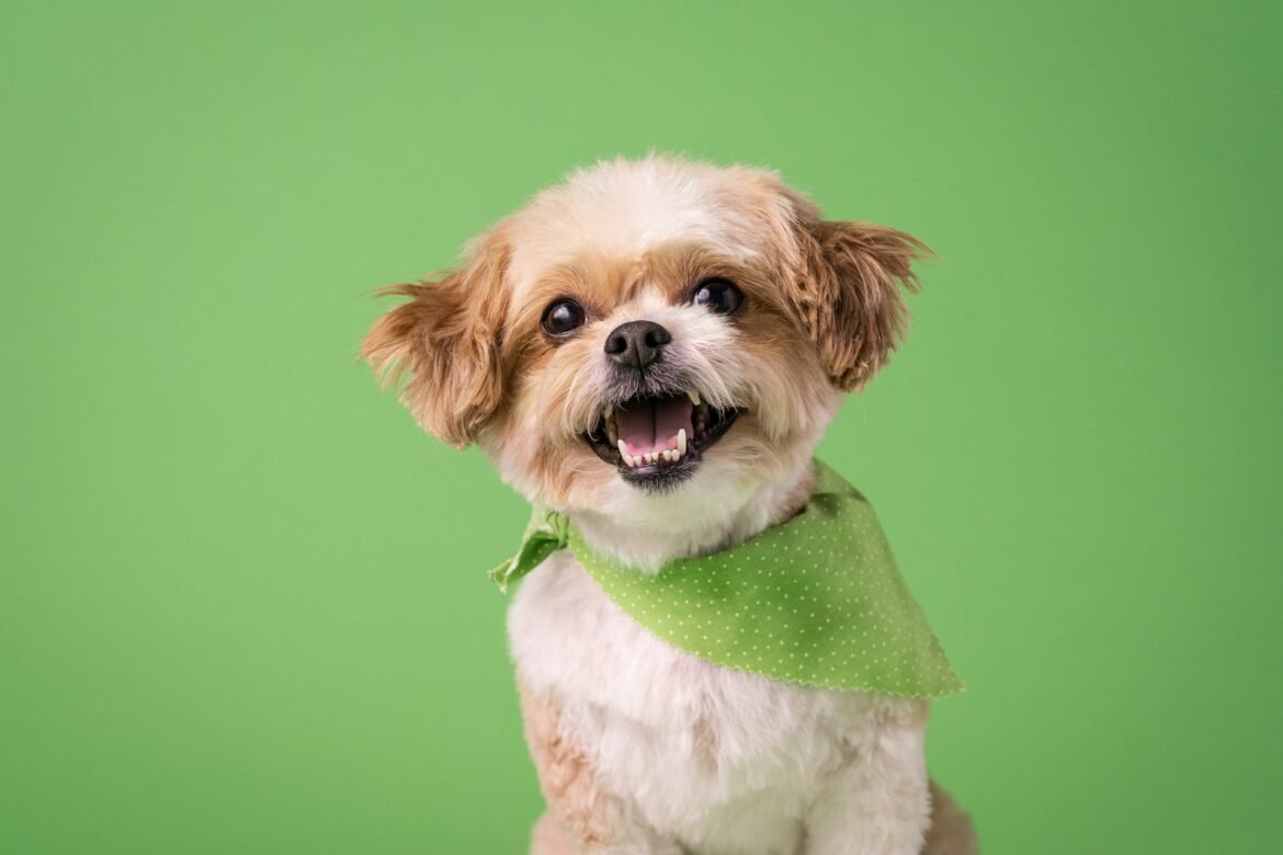 Shih Tzu teeth care Shih Tzu teeth care