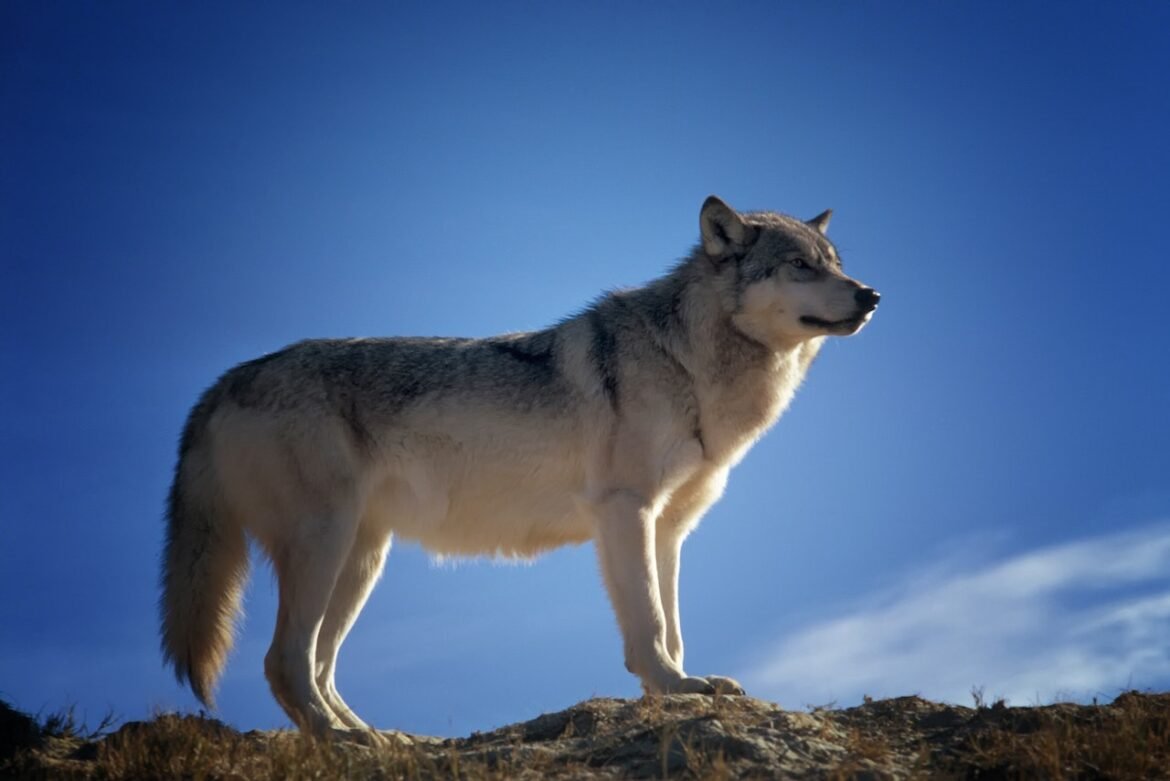 are Siberian Huskies dangerous are Siberian Huskies dangerous
