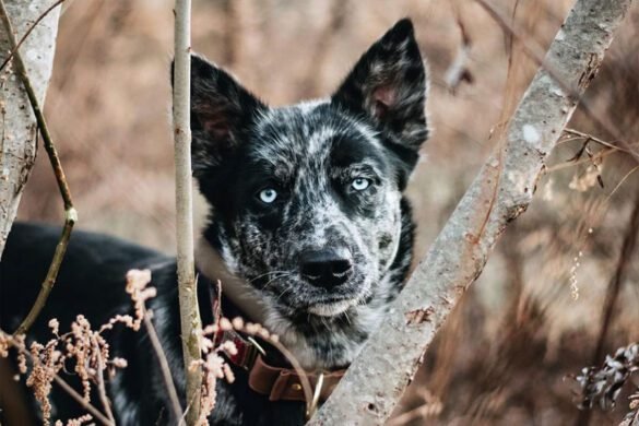 Beauty Of Siberian Husky Blue Heeler Mix: A Complete Guide ...