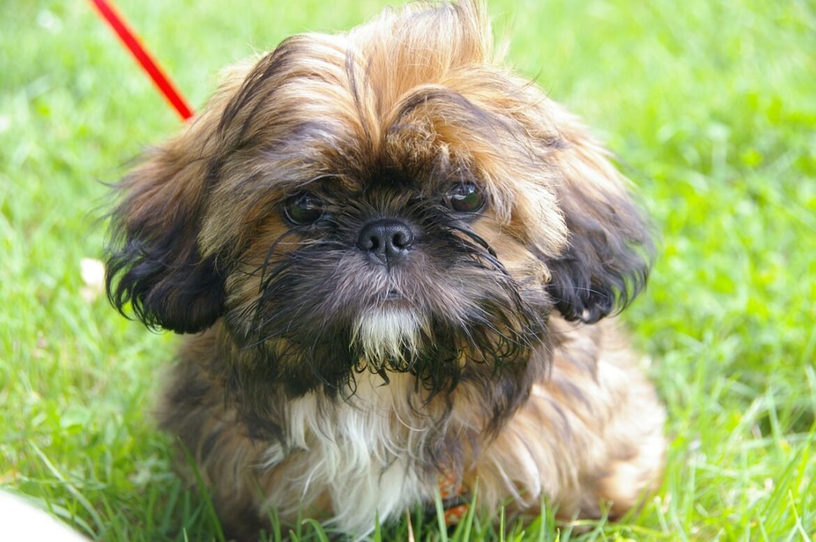how to train your Shih Tzu puppy