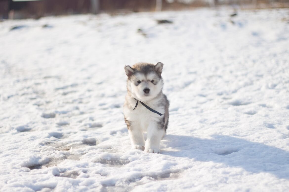 Wooly Siberian Husky Puppy