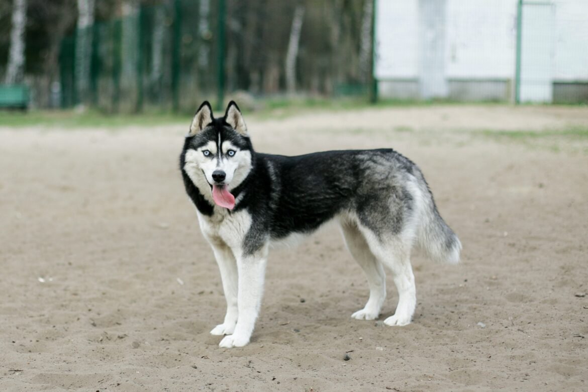 Are Siberian Huskies Good Guard Dogs Are Siberian Huskies Good Guard Dogs