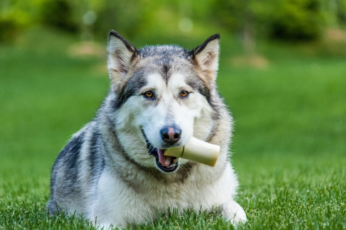 Are Siberian Huskies Hypoallergenic? Debunking The Myth