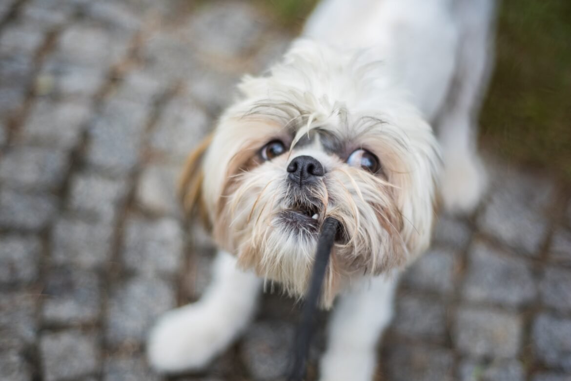 Rabies in shih tzu can result in extremely aggressive behavior.