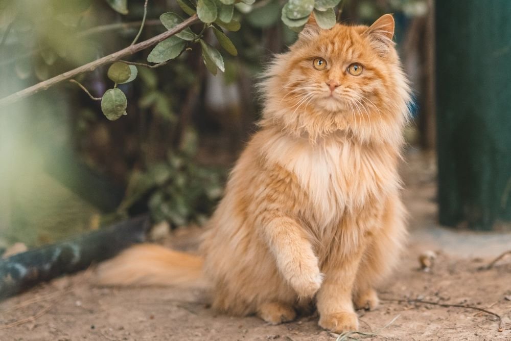 Do Maine Coon Cats Shed: A Comprehensive Guide | pawsometips.com