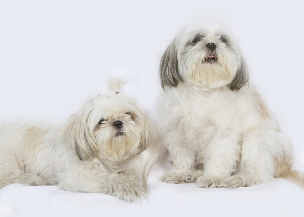 should you get a second shih tzu should you get a second shih tzu