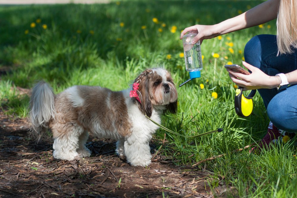 urinary problems in Shih Tzus