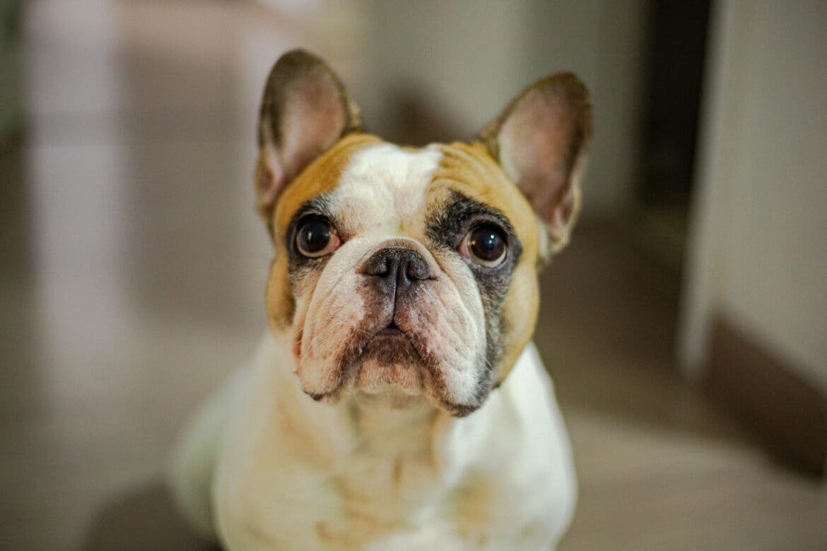 Are French Bulldogs Hypoallergenic Are French Bulldogs Hypoallergenic?