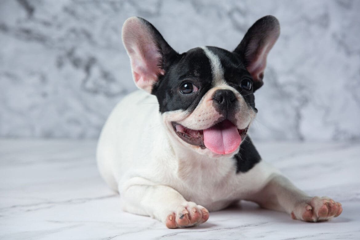 Are French Bulldogs Smart