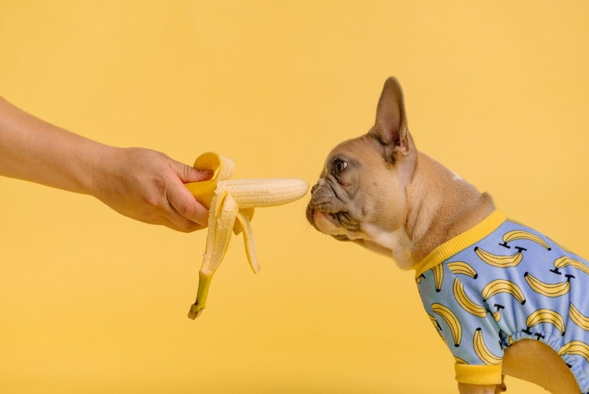 Can French Bulldog Eat Banana