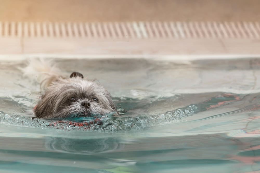 Dive into the Truth: Can Shih Tzus Swim? | pawsometips.com