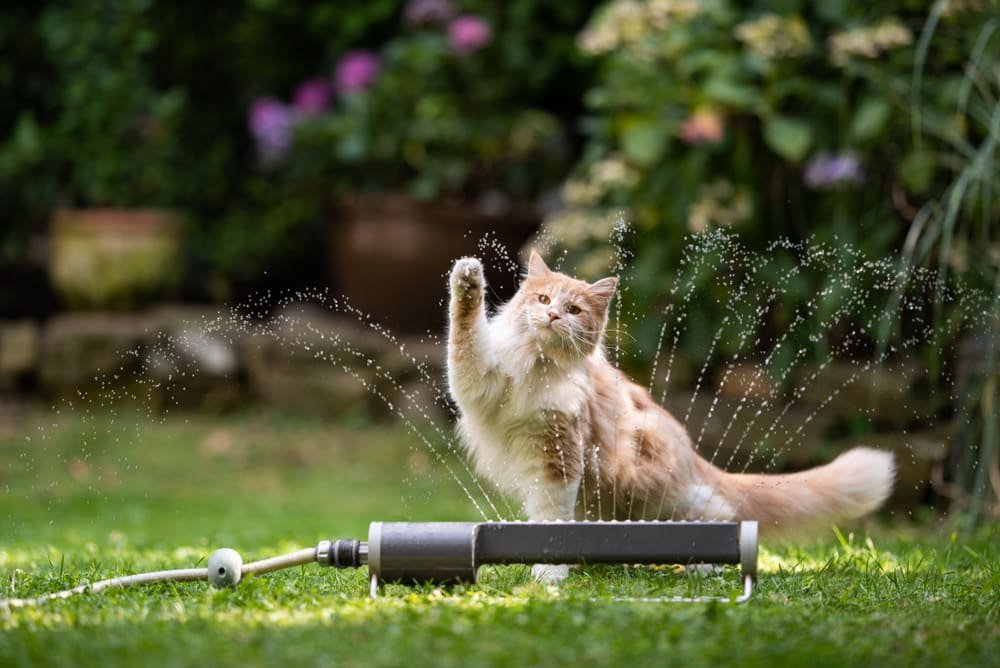 Do Maine Coons Like Water: Diving into the Whys and Hows of Their Love ...