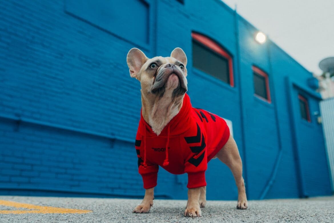 Do French Bulldogs Bark a Lot