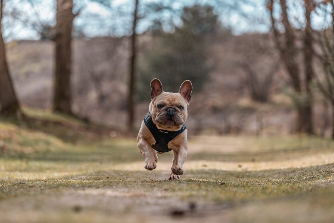 French Bulldogs Easy To Train