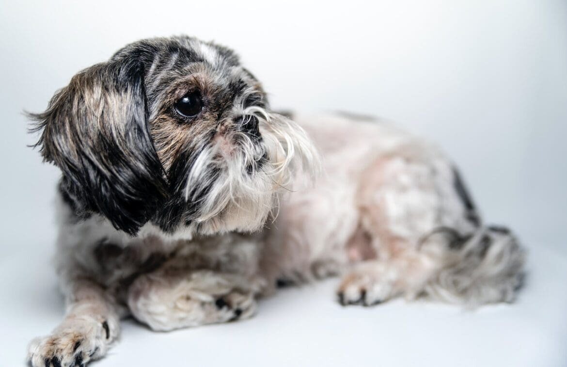 How Many Years Can A Shih Tzu Live