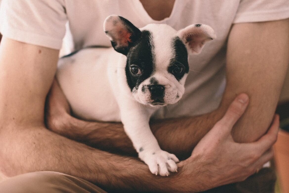 How Much French Bulldog Cost